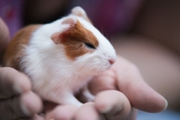 Image of a guinea pig